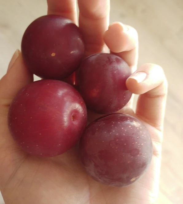 Großfrüchtige Kirschpflaume `Fenja´ Prunus Cerasifera `Fenja´ 2 Großfrüchtige Kirschpflaume `Fenja´ Prunus Cerasifera `Fenja´ – Bild 2