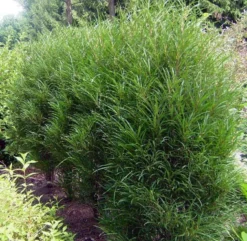 Farnblättriger Säulen-Faulbaum `Fine Line´ Rhamnus Frangula `Fine Line´ 10 Farnblättriger Säulen-Faulbaum `Fine Line´ Rhamnus Frangula `Fine Line´ -Pflanzenhof Geschaft Fine LIne Kordes Jungpflanzen