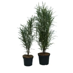 Farnblättriger Säulen-Faulbaum `Fine Line´ Rhamnus Frangula `Fine Line´ 8 Farnblättriger Säulen-Faulbaum `Fine Line´ Rhamnus Frangula `Fine Line´ -Pflanzenhof Geschaft Fine Line Faulbaum 2