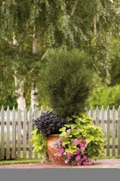 Farnblättriger Säulen-Faulbaum `Fine Line´ Rhamnus Frangula `Fine Line´ 11 Farnblättriger Säulen-Faulbaum `Fine Line´ Rhamnus Frangula `Fine Line´ -Pflanzenhof Geschaft Fine Line Kordes Jungpflanzen1