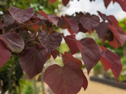Judasbaum `Forest Pansy´ Cercis Canadensis -Pflanzenhof Geschaft Forest Pansy1