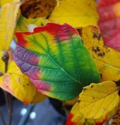 Großer Federbuschstrauch Fothergilla Major -Pflanzenhof Geschaft Fothergilla Herbstf rbung1