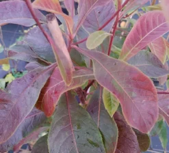 Franklinia Alatamaha "Franklinie / Franklinbaum" Franklinia Alatamaha -Pflanzenhof Geschaft Frankliniha