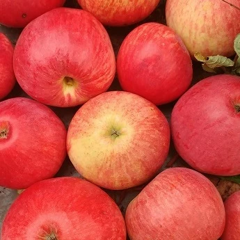 Zwergapfel `Galina´ Malus Domestica `Galina´ 1 Zwergapfel `Galina´ Malus Domestica `Galina´