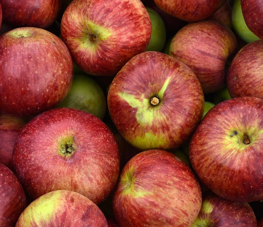 Gewürzluiken Malus Domestica `Gewürzluiken´ 1 Gewürzluiken Malus Domestica `Gewürzluiken´