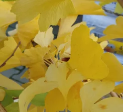Ginkgo / Fächerblattbaum Ginkgo Biloba -Pflanzenhof Geschaft Ginkgo biloba Herbstf rbung