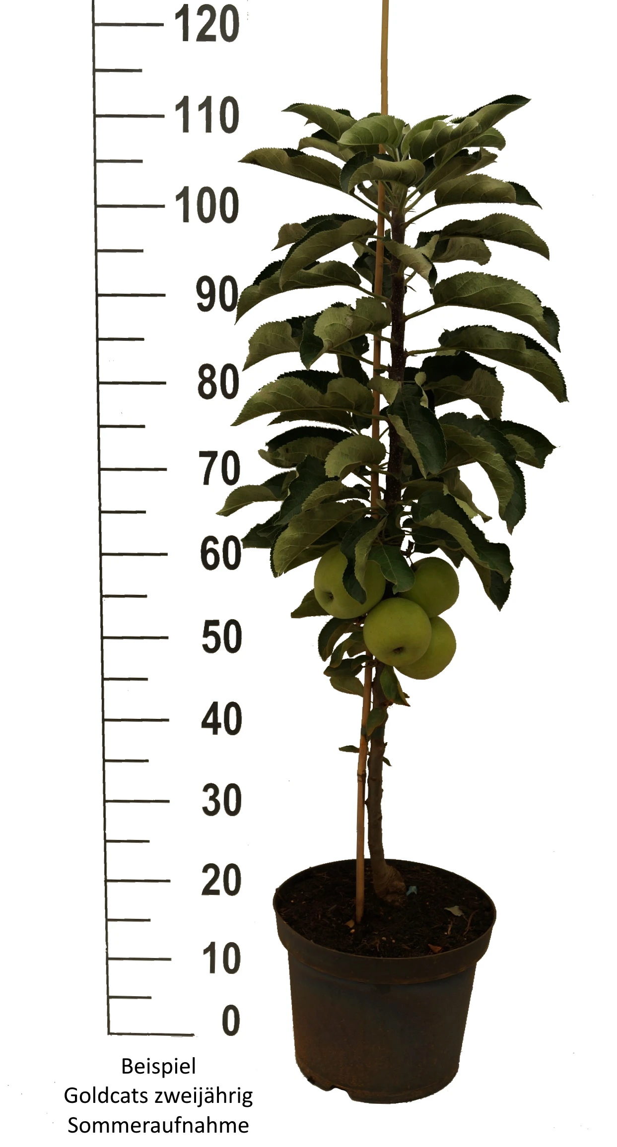 Säulenapfel `Goldcats´ Malus Domestica `Goldcats´ 3 Säulenapfel `Goldcats´ Malus Domestica `Goldcats´ – Bild 3