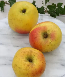 Grahams Jubiläumsapfel Malus Domestica `Graham´s Jubiläumsapfel´