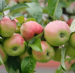 Gravensteiner Malus Domestica