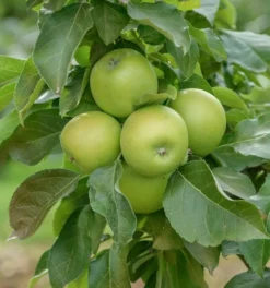 Säulenapfel `GreenCats´ Malus Domestica `Greencats´