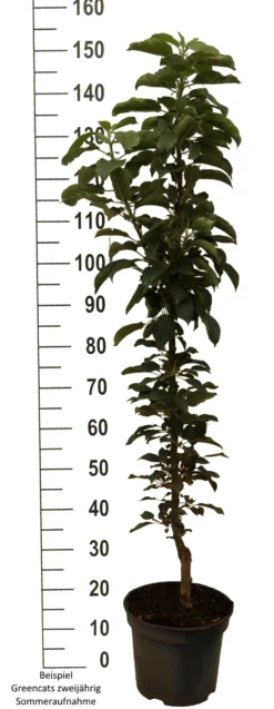 Säulenapfel `GreenCats´ Malus Domestica `Greencats´ -Pflanzenhof Geschaft Greencats weiss scaled