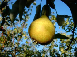 Gute Graue Pyrus Communis `Gute Graue´