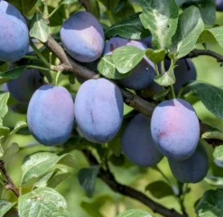 Haganta (S) Prunus Domestica `Haganta´