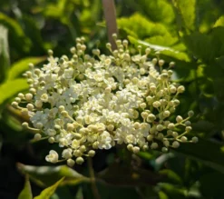 Holunder `Haidegg 17´ Sambucus Nigra `Haidegg17´ -Pflanzenhof Geschaft Haidegg Bl te