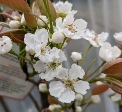 Nashi Hakko Pyrus Pyrifolia `Hakko´ 8 Nashi Hakko Pyrus Pyrifolia `Hakko´ -Pflanzenhof Geschaft Hakko Bl te