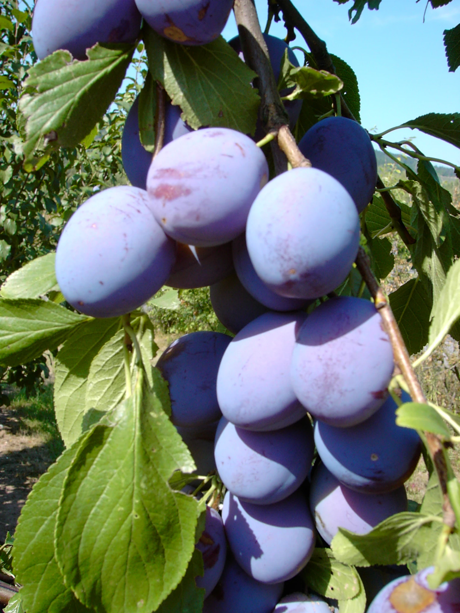 Säulenzwetsche `Imperial´ (einjährig) Prunus Domestica `Imperial´ 1 Säulenzwetsche `Imperial´ (einjährig) Prunus Domestica `Imperial´