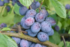 Hanita ® Prunus Domestica `Hanita -Pflanzenhof Geschaft Hanita3