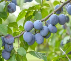 Hauszwetsche Prunus Domestica `Hauszwetsche´