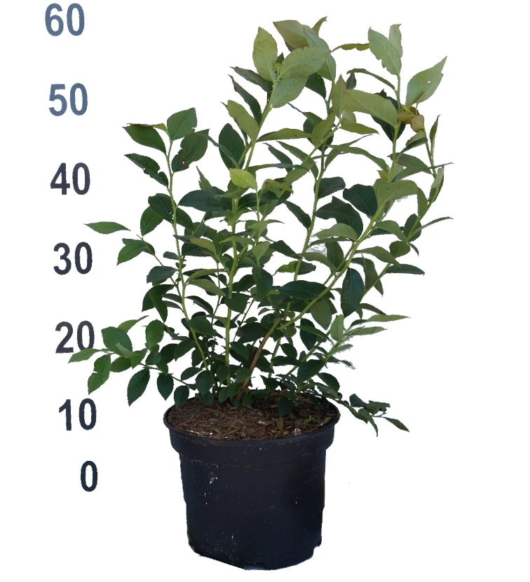 Heidelbeere - Reka Vaccinum Corymbosum `Reka´ 3 Heidelbeere - Reka Vaccinum Corymbosum `Reka´ – Bild 3