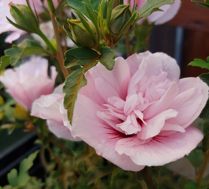 Gefüllter Hibiskus `Pink Chiffon´ Hibiscus Syriacus `Pink Chiffon´ 2 Gefüllter Hibiskus `Pink Chiffon´ Hibiscus Syriacus `Pink Chiffon´ – Bild 2