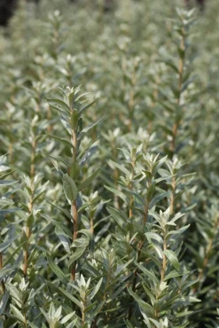 Sanddorn Pollmix Hippophae Rhamnoides `Pollmix´