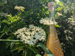 Holunder Haschberg Sambucus Nigra `Haschberg´ -Pflanzenhof Geschaft Holunderbl tenlik r weiss