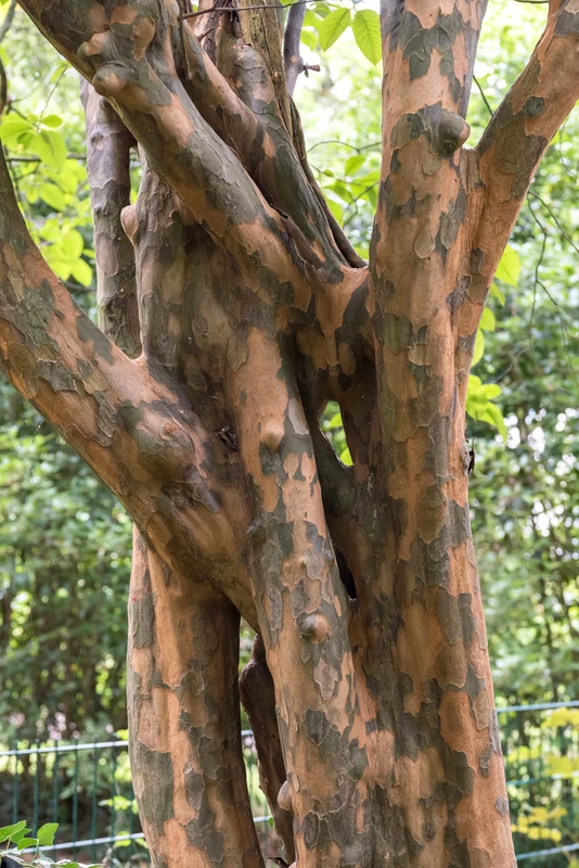 Chinesische Quitte / Holzquitte Pseudocydonia Sinensis 2 Chinesische Quitte / Holzquitte Pseudocydonia Sinensis – Bild 2