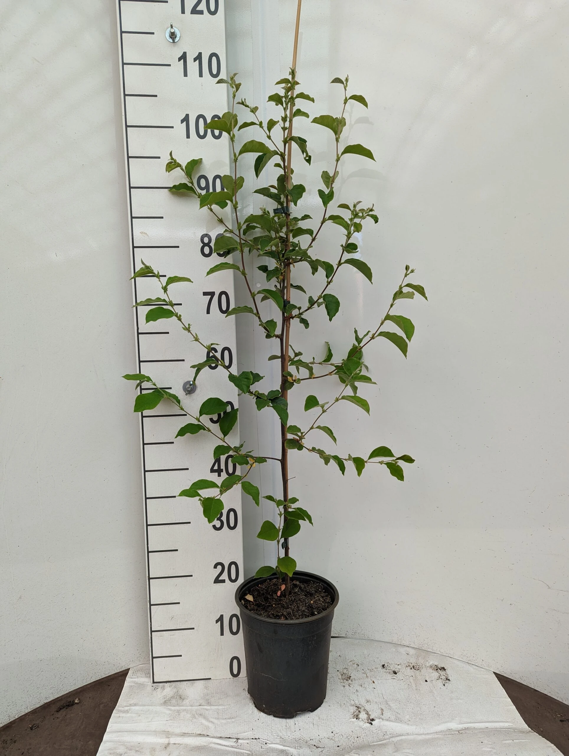 Chinesische Quitte / Holzquitte Pseudocydonia Sinensis 6 Chinesische Quitte / Holzquitte Pseudocydonia Sinensis – Bild 6