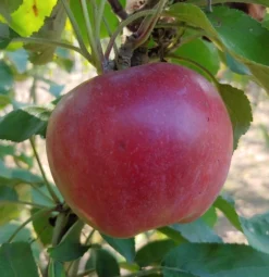 Idared Malus Domestica `Idared´ -Pflanzenhof Geschaft Idared