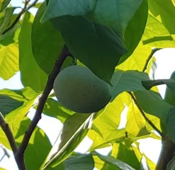 Titelseite -Pflanzenhof Geschaft Indianerbanane 2