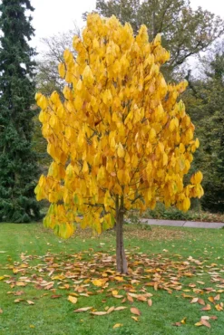 Veredelte Indianerbanane (Paw Paw) `Prima 1216´ Asimina Triloba `Prima 1216´ -Pflanzenhof Geschaft Indianerbanane BaummHuI31ooy7GZn