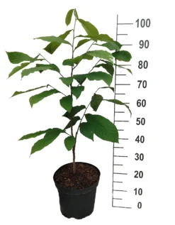 Titelseite -Pflanzenhof Geschaft Indianerbanane mango1