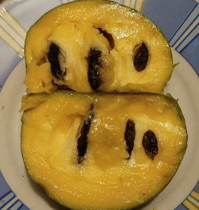 Veredelte Indianerbanane (Paw Paw) `Susquehanna ®´ Asimina Triloba `Susquehanna´ 2 Veredelte Indianerbanane (Paw Paw) `Susquehanna ®´ Asimina Triloba `Susquehanna´ – Bild 2