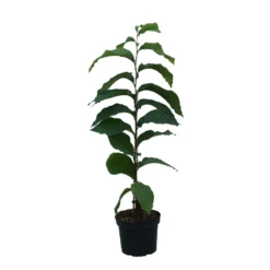 Indianerbanane (Paw Paw) Asimina Triloba -Pflanzenhof Geschaft Indianerbanane weiss