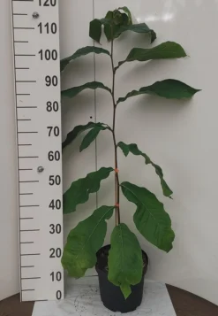 Veredelte Indianerbanane `NC1´ Asimina Triloba `NC1´ 7 Veredelte Indianerbanane `NC1´ Asimina Triloba `NC1´ -Pflanzenhof Geschaft Indianerbanane weissUURtI4poHnJw6