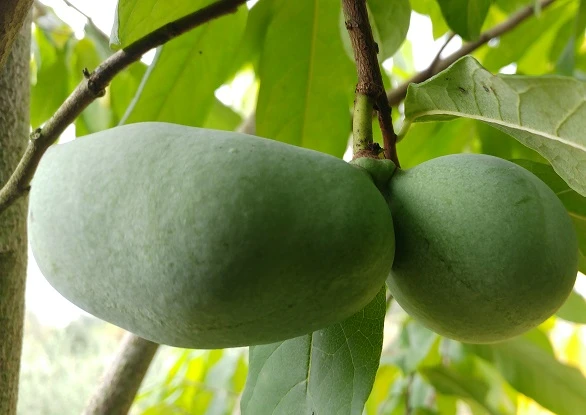 Veredelte Indianerbanane (Paw Paw) `Susquehanna ®´ Asimina Triloba `Susquehanna´ 1 Veredelte Indianerbanane (Paw Paw) `Susquehanna ®´ Asimina Triloba `Susquehanna´