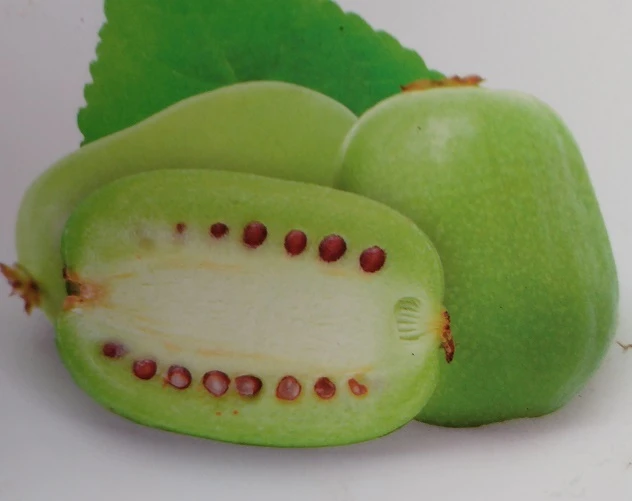 Bayern-Kiwi `Issai´ (selbstfruchtbar) Actinidia Arguta `Issai´ 2 Bayern-Kiwi `Issai´ (selbstfruchtbar) Actinidia Arguta `Issai´ – Bild 2