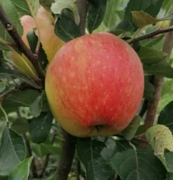 James Grieve Malus Domestica -Pflanzenhof Geschaft James GrievenWL4e8v3N45Ys