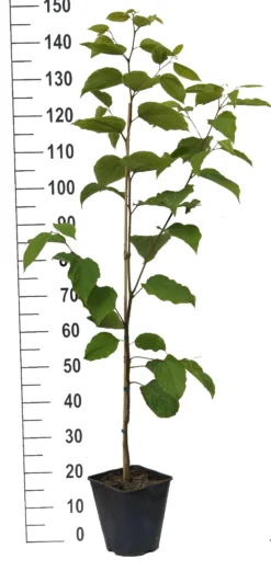 Japanischer Rosinenbaum Hovenia Dulcis -Pflanzenhof Geschaft Japanischer rosinenbaum weiss