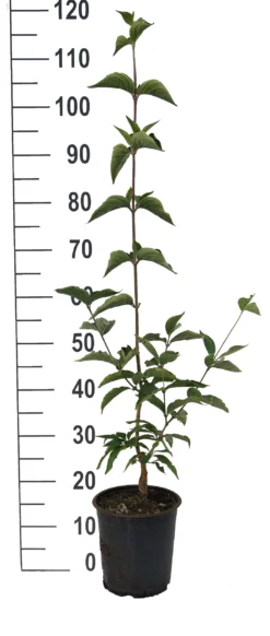 Großfrüchtige Kornelkirsche `Jolico´ Cornus Mas `Jolico´ -Pflanzenhof Geschaft Jolico Kornelkirsche weiss