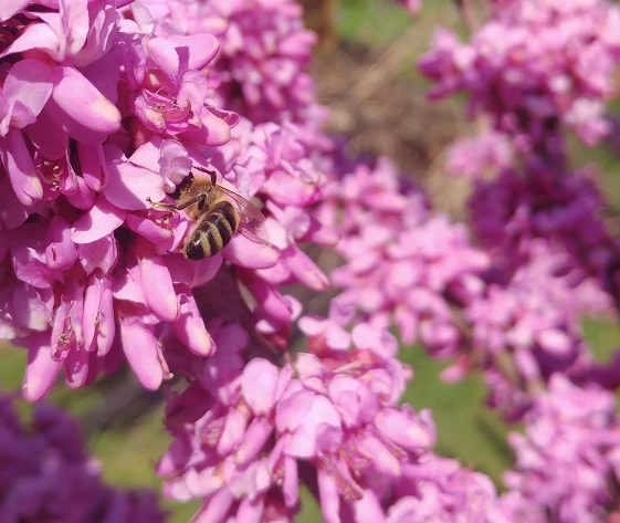Judasbaum Cercis Siliquastrum 1 Judasbaum Cercis Siliquastrum