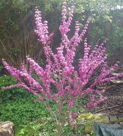 Judasbaum Cercis Siliquastrum 3 Judasbaum Cercis Siliquastrum – Bild 3