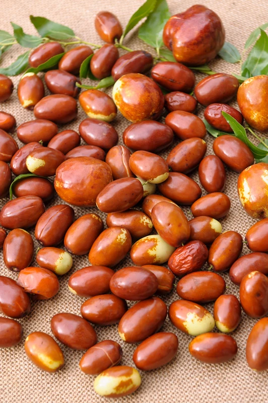 Jujube / Chinesische Dattel / Brustbeere `Li´ Ziziphus Jujuba 2 Jujube / Chinesische Dattel / Brustbeere `Li´ Ziziphus Jujuba – Bild 2