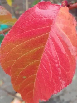 Zierkirsche `Kanzan´ Prunus Serrulata `Kanzan´ 7 Zierkirsche `Kanzan´ Prunus Serrulata `Kanzan´ -Pflanzenhof Geschaft Kanzan herbstf rbung