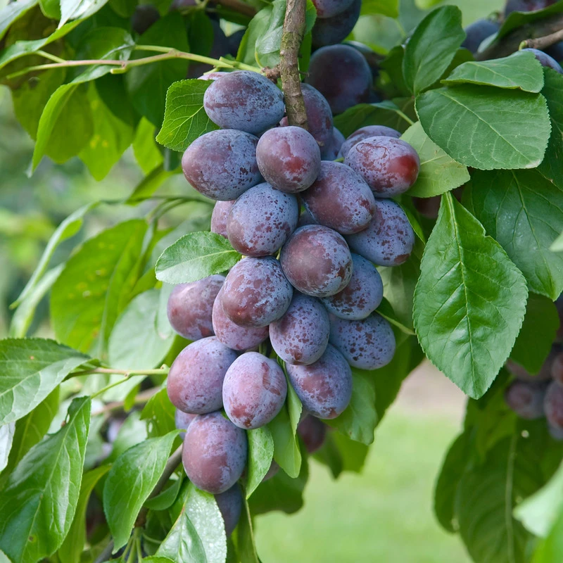 Katinka Ⓢ Prunus Domestica `Katinka´ 1 Katinka Ⓢ Prunus Domestica `Katinka´