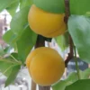 Aprikose Kioto ® Prunus Armeniaca `Kioto´