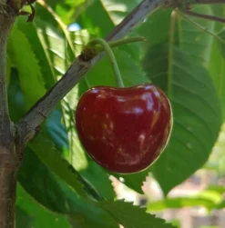Säulensauerkirsche `Jachim´ Prunus Cerasus `Jachim´ -Pflanzenhof Geschaft KirscheqrHhSGMlGgmAy