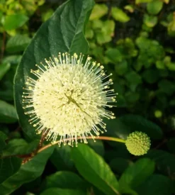 Knopfbusch Cephalanthus Occidentalis
