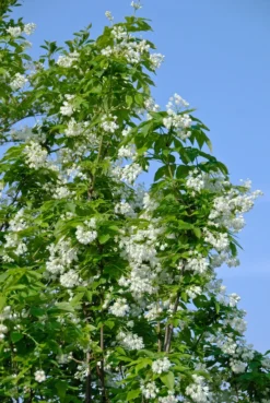 Titelseite -Pflanzenhof Geschaft Kolchische Pimpernuss 2