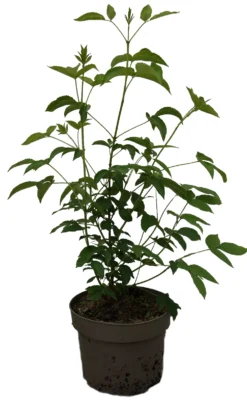 Kolchische Pimpernuss Staphylea Colchica -Pflanzenhof Geschaft Kolchische Pimpernuss